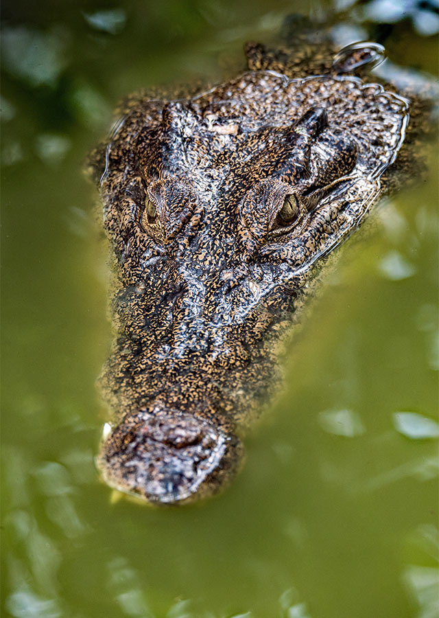 Alligator looks out of the water